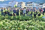 開心拔蘿蔔